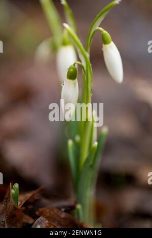 Schneeglöckchen im Garten, erstes Zeichen des Frühlings, Frühlingsblumen, Schneeglöckchen, weiße Frühlingsblumen Stockfoto