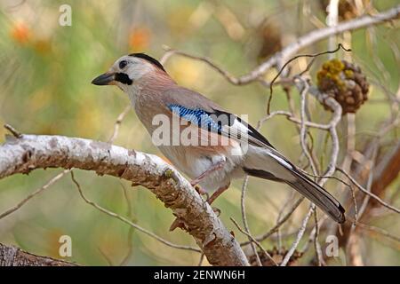 Eurasischer Eichelhäher, Garrulus glandarius atricapillus auf einem Ast im Wald Stockfoto