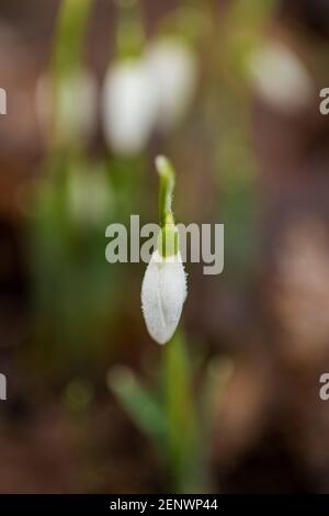 Schneeglöckchen im Garten, erstes Zeichen des Frühlings, Frühlingsblumen, Schneeglöckchen, weiße Frühlingsblumen Stockfoto