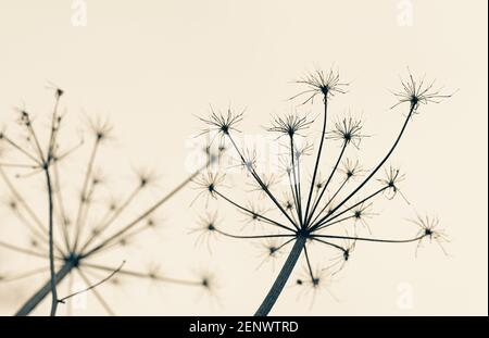 Winterlaub im Wald, getrocknetes Laub, Heckenpflanze im Winter Stockfoto