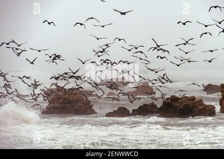 Wintervögel über einem stürmischen Meer Stockfoto