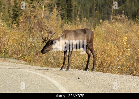 Ein Karibus grast entlang des Alaska Highway nahe Muncho Lake, BC, Kanada. Stockfoto