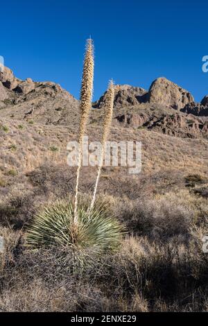 Sotol, Dasylirion wheeleri, in den Organ Mountains - Desert Peaks National Monument, in der Nähe von Las Cruces, New Mexico. Stockfoto