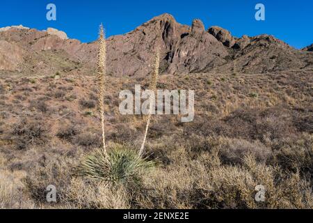 Sotol, Dasylirion wheeleri, in den Organ Mountains - Desert Peaks National Monument, in der Nähe von Las Cruces, New Mexico. Stockfoto