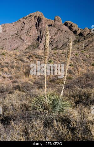 Sotol, Dasylirion wheeleri, in den Organ Mountains - Desert Peaks National Monument, in der Nähe von Las Cruces, New Mexico. Stockfoto