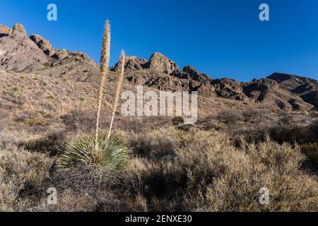 Sotol, Dasylirion wheeleri, in den Organ Mountains - Desert Peaks National Monument, in der Nähe von Las Cruces, New Mexico. Stockfoto