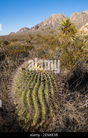 Ein Fishhook Barrel Cactus , Ferocactus wislizeni, in Organ Mountains - Desert Peaks National Monument, in der Nähe von Las Cruces, New Mexico. Stockfoto