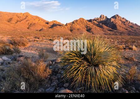 Sotol, Dasylirion wheeleri, in den Organ Mountains - Desert Peaks National Monument, in der Nähe von Las Cruces, New Mexico. Stockfoto