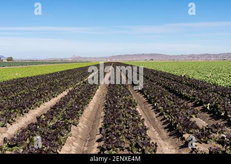 Reihen von roten und grünen Blattsalaten wachsen auf einer Farm in der Wüste im Januar in der Nähe von Yuma, Arizona. Stockfoto