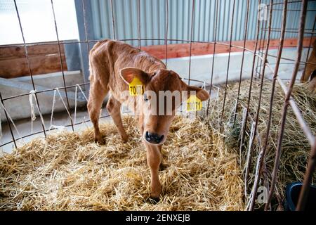 Young Calf Jersey brüten in einem Stall für Kälber mit Stroh. Stockfoto