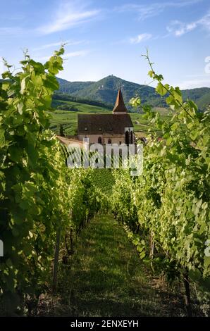 Sommer Sonnenuntergang Ansicht der mittelalterlichen Kirche von Saint-Jacques-le-Major in Hunawihr, kleines Dorf zwischen den Weinbergen von Ribeauville, Riquewihr und Col Stockfoto