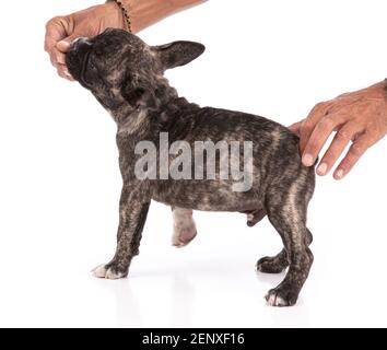 Französisch Bulldogge Welpen nimmt Aufträge für das Training auf weißem Hintergrund Stockfoto