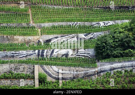 Aigle, Schweiz - 11. Juli 2020: Terrassenförmige Weinberge der Weinbezeichnung Aigle les Murailles in Aigle, Schweiz, am 11. Juli 2020. Das Feld Stockfoto