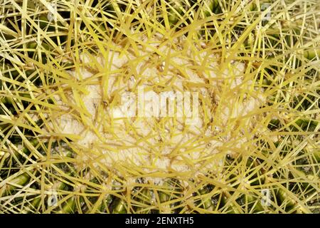 Golden Barrel Cactus Stockfoto