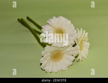Schöne Blumen von Gerbera auf einem grünen Hintergrund für Mutter Tag und Frauentag Stockfoto