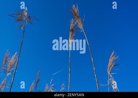 Phragmites australis (Schilf) gegen einen blauen Himmel. Stockfoto