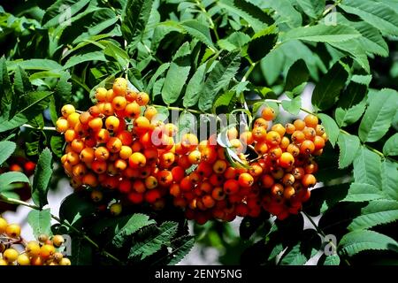Früchte der Asche, Rowan - Sorbus aucuparia - im Spätsommer und Herbst, Deutschland, Europa Stockfoto