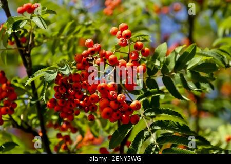 Früchte der Asche, Rowan - Sorbus aucuparia - im Spätsommer und Herbst, Deutschland, Europa Stockfoto