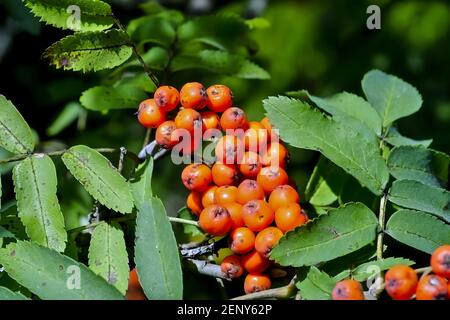 Früchte der Asche, Rowan - Sorbus aucuparia - im Spätsommer und Herbst, Deutschland, Europa Stockfoto