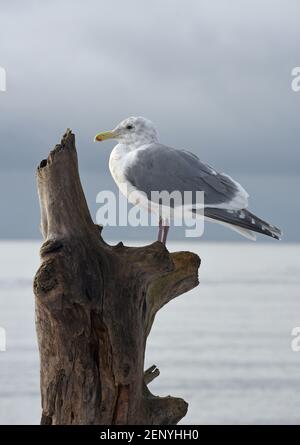 Eine grau-weiße Möwe steht auf einem Treibholz-Baumstamm mit dem Pazifischen Ozean und grau bewölktem Himmel im Hintergrund bei Victoria, British Columbia, ca. Stockfoto