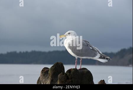 Eine grau-weiße Möwe steht auf einem Treibholz-Baumstamm mit dem Pazifischen Ozean und grau bewölktem Himmel im Hintergrund bei Victoria, British Columbia, ca. Stockfoto