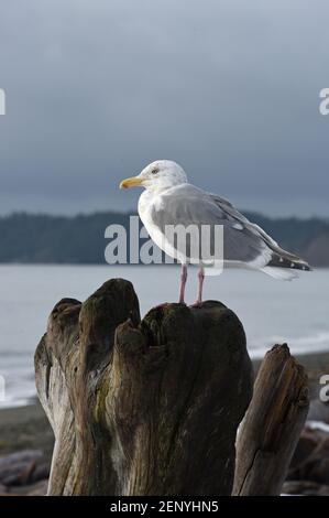 Eine grau-weiße Möwe steht auf einem Treibholz-Baumstamm mit dem Pazifischen Ozean und grau bewölktem Himmel im Hintergrund bei Victoria, British Columbia, ca. Stockfoto