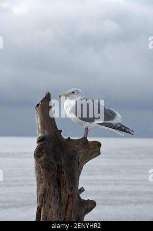 Eine grau-weiße Möwe steht auf einem Treibholz-Baumstamm mit dem Pazifischen Ozean und grau bewölktem Himmel im Hintergrund bei Victoria, British Columbia, ca. Stockfoto