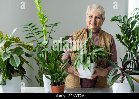 Pflanzen verpflanzen. Topfhaus Pflanzen. Ältere Frau ist in ihrem Hobby beschäftigt. Eingetopfte grüne Pflanzen zu Hause Stockfoto
