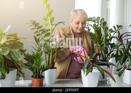 Pflanzen verpflanzen. Topfhaus Pflanzen. Ältere Frau ist in ihrem Hobby beschäftigt. Eingetopfte grüne Pflanzen zu Hause Stockfoto