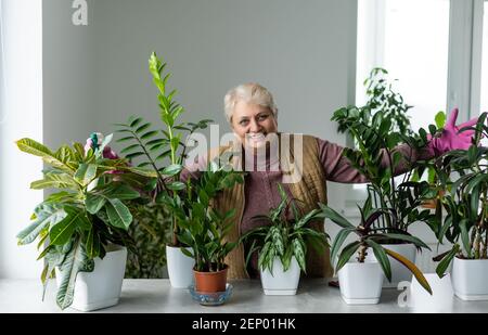 Pflanzen verpflanzen. Topfhaus Pflanzen. Ältere Frau ist in ihrem Hobby beschäftigt. Eingetopfte grüne Pflanzen zu Hause Stockfoto