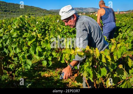 Traubenernte aus der Stari Grad Ebene in Stari Grad auf der dalmatinischen Insel Hvar, Kroatien. Das Gebiet wurde 2008 zum UNESCO-Weltkulturerbe erklärt. Stockfoto