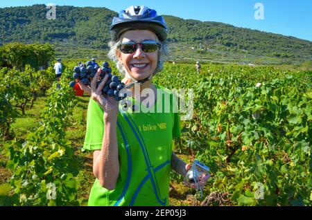 Weinlese, aus der Stari Grad Ebene, in Stari Grad auf der dalmatinischen Insel Hvar, Kroatien. Stockfoto