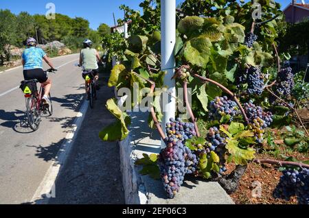 Fahrradtouren in der dalmatinischen Inselregion von Kroatien. Stockfoto