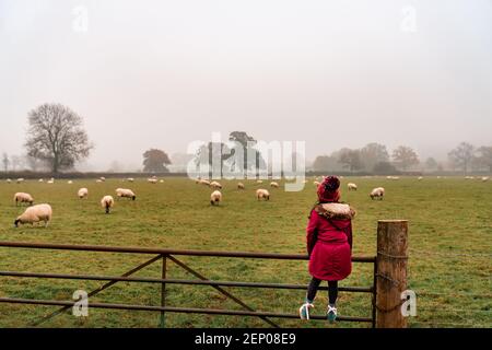 Kleines Mädchen mit Schafen auf einer farm in england grasen Ein nebliger Morgen Stockfoto