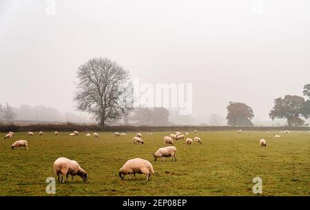 Weiße Schafe weiden in einer england Farm auf einem nebligen Morgen Stockfoto