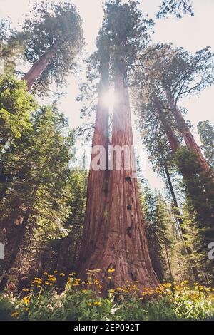 Die Sonne scheint durch einen riesigen Sequoia Baum. Stockfoto
