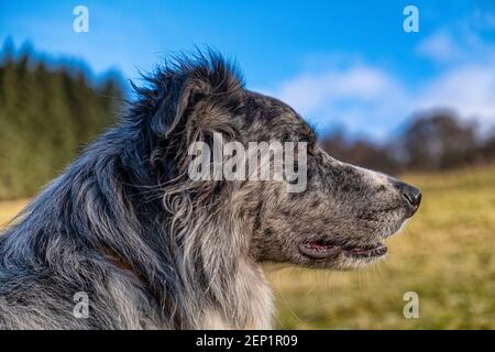 Roki unser Daft Border Collie Stockfoto