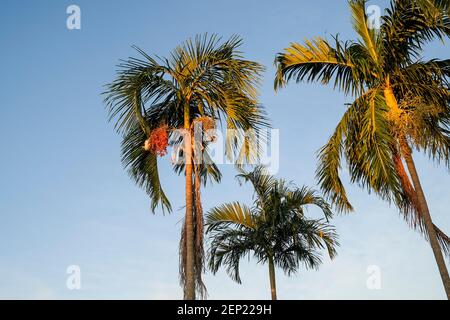 Carpentaria acuminata, allgemein bekannt als die carpentaria-Palme, mit einer Ducula spilorrhoe, die häufiger als Torresian Kaisertaube oder Torr bekannt ist Stockfoto