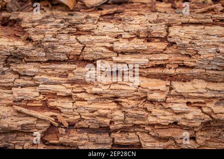 Ein Hintergrundbild einer Nahaufnahme der organischen Textur eines zersetzenden Holzes oder Holzes. Stockfoto