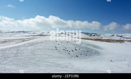 Peking, China. Februar 2021, 25th. Luftaufnahme vom 25. Februar 2021 zeigt eine Herde Rinder auf dem Grasland nach Schneefall in der Nähe des Qinghai Sees, nordwestlich der chinesischen Provinz Qinghai. Quelle: Zhang Hongxiang/Xinhua/Alamy Live News Stockfoto