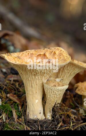 Wollpilze Chanterelle (Gomphos floccosus), die Kiemen zeigen Stockfoto