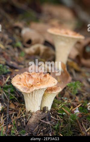 Wollpilze Chanterelle (Gomphos floccosus) wachsen auf dem Waldboden Stockfoto