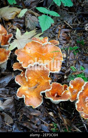 Wolliger Chanterelle (Gomphos floccosus) Stockfoto