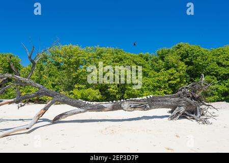 Toter Baumstamm mit Muscheln am Strand an der koralleninsel lady Musgrave Island, Southern Great Barrier Reef, Queensland, QLD, Australi Stockfoto