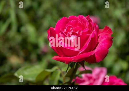 Schöne Sorte von Rose im Jardin Rosedal de Palermo in Buenos Aires, Argentinien angebaut. Nahaufnahme. Stockfoto