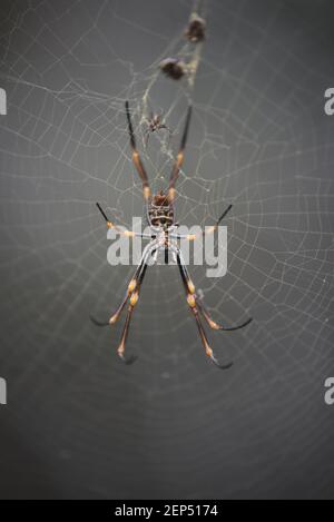 Golden Orb Weberspinne im Netz mit Beute Stockfoto