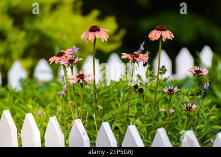 Echinacea Blumen blühen neben einem altmodischen Zaun, Basin Harbor Resort, VT, USA. Stockfoto