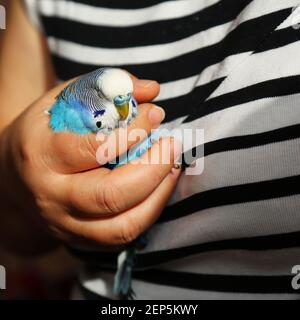 Ein kranker Vogel in den Händen einer Frau. Der Wellensittich schläft in der Hand des Besitzers. Der blaue Papagei ist krank. Ein schlummernde Vogel. Eine vertrauensvolle Beziehung zwischen Stockfoto