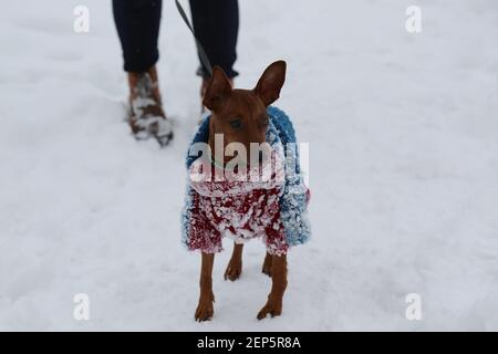 Miniatur Pinscher Wandern im Winter. Hunde in Strickkleidung auf der Straße an einem Wintertag. Ein Haustier in einem warmen Jumpsuit in der Kälte. Stockfoto