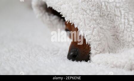 Hochformat. Schlafender Hund Gesicht auf einer weißen Decke schlafender Hund auf einer weißen Decke. Stockfoto